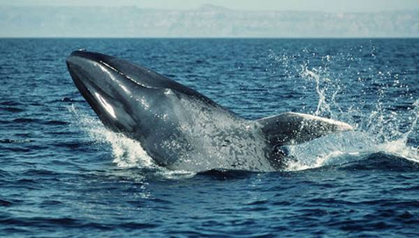 Nằm mơ thấy cá voi trắng điềm báo tốt lành sắp nhận được thành quả trong cuộc sống