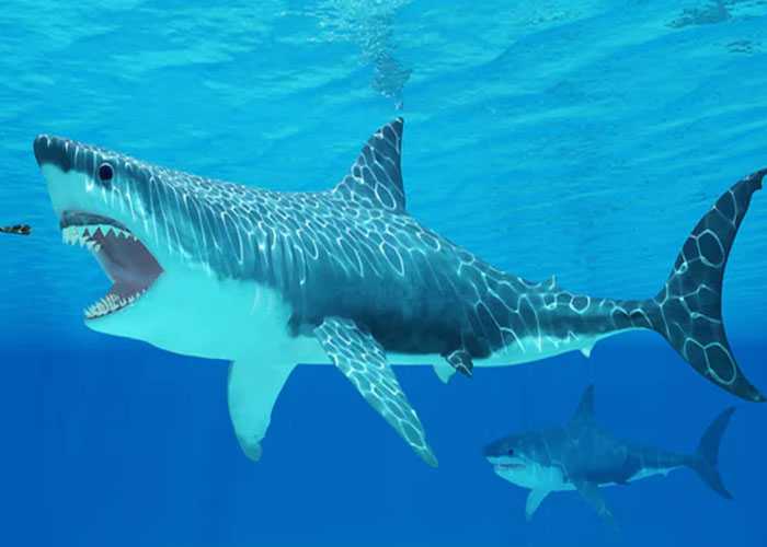Giải mã số chuẩn nằm mơ thấy cá mập đánh con gì?