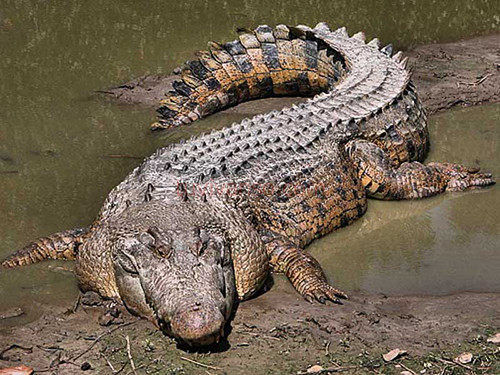 Mơ thấy cá sấu trên đất liền điềm báo gì?