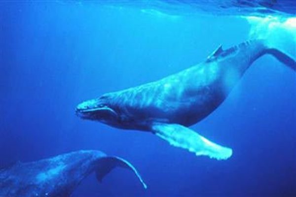 Nằm mơ thấy cá voi đánh con gì? Đánh số 68 có xác suất trúng cao nhất